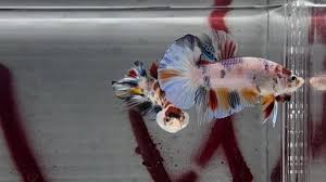 Tapi kan sayang, nah untuk. 5 Jenis Makanan Ikan Cupang Bikin Sirip Semakin Cantik