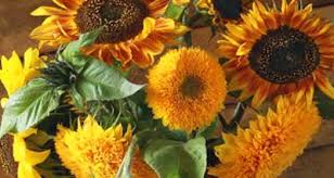 Gartenmöbel und zubehör online kaufen. Blumensamen Kaufen Blumensamen Versand Gartenversandhaus De