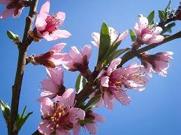 Words can't really express how. Elberta Peach Tree For Sale Online The Tree Center