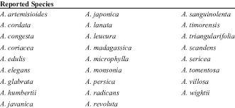 Image result for Aerva leucura