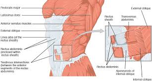 Scar Tissue In The Abdominal Muscles While Debilitating Is Ususally A Problem That Can Be Solved