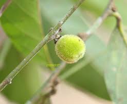 Image result for Peraceae