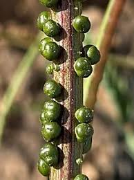 Image result for Aeschynomene uniflora