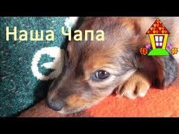 pin na doske uhod za domashnimi zhivotnymi domashnee hozyajstvo v gorodskoj kvartire i v derevne