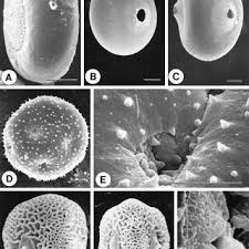 Image result for Whitfieldia thollonii