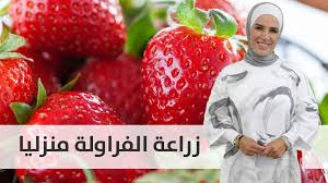 فتصنيفه من الحشرات التي لا دم لها سائل ، وأما البحري : Roya Ø±Ø¤ÙŠØ§ Ø·Ø±ÙŠÙ‚Ø© Ø²Ø±Ø§Ø¹Ø© Ø§Ù„ÙØ±Ø§ÙˆÙ„Ø© Ù…Ù†Ø²Ù„ÙŠØ§ ÙˆØ§Ù„Ø§Ù‡ØªÙ…Ø§Ù… Ø¨Ù‡Ø§ Facebook