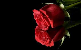 She is not over 80 and has a juris doctorate degree. Zwei Rote Rosen Schwarzer Hintergrund 1920x1200 Hd Hintergrundbilder Hd Bild