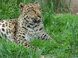 Big cats vs laser pointers! Wisconsin Big Cat Rescue Rock Springs 2021 All You Need To Know Before You Go With Photos Tripadvisor