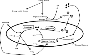 Image result for Fagonia isotricha
