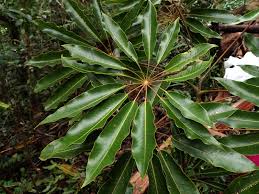 Image result for Araliaceae