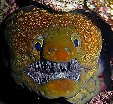 Angry Moray Eel Photo By Judo Saint Alban Patrick Garcia Via Diving Photography Fb Mundo Marino Submarino Fotos