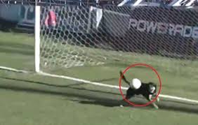 Premier league, primera division, bundesliga, serie a, synot liga a další. Un Caine ApÄƒrÄƒ Un Gol In Poarta OaspeÅ£ilor La Un Meci De Fotbal Video Epoch Times Romania