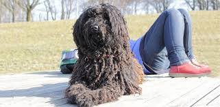 Although they are recognized in dog shows and on the street for their long, silky coats, we'll dig into their personalities and grooming needs. 11 Lovable Long Haired Dog Breeds Daily Dog Stuff