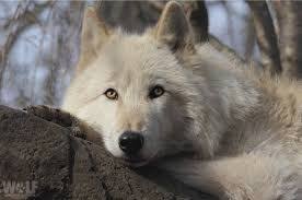 Pictures Of Real Wolves Google Search Wolf Conservation Center Wolf Animals
