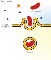 5 4a Endocytosis Biology Libretexts