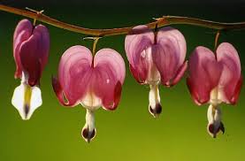 We're family owned and operated, and committed to offering only the finest floral arrangements and gifts, backed by service that is friendly and prompt. Bird Photography Bird Photography Tips Birds Blooms Amazing Flowers Bleeding Heart Flower Photos