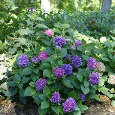 These small compact shrubs also work great in garden planters. Let S Dance Rave Hydrangea Spring Meadow Wholesale Liners Spring Meadow Nursery