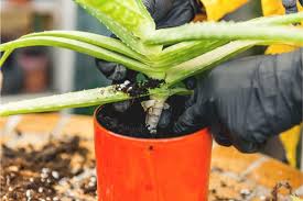 Wir stellen die interessante pflanze vor und geben pflegetipps. Aloe Vera Pflanze Haltung Pflege Anleitung Gartenlexikon De