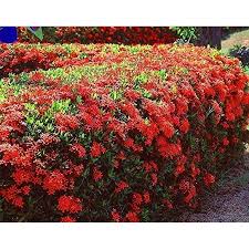 Image result for Ixora praetermissa