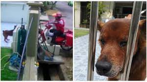 Malaysia independent animal rescue (miar) is a ngo that help stray dogs. Postman Suspected Of Slingshotting Dog Suspended From Work Video Coconuts Kl