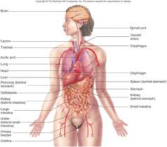 Extraordinary Human Body Organs Diagram Anatomy Clip Art