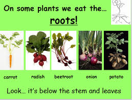 A Powerpoint About The Parts Of Plants We Eat Click Here Plants Powerpoint 2 Lesson Plan And Worksheets Link Here Plan Parts Of A Plant Plants Plant Lessons