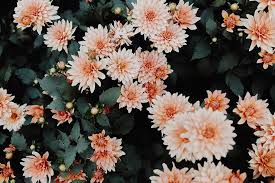 Check spelling or type a new query. Pin By Macbook Pro Wallpaper Aestheti On Macbook Desktop Wallpaper Aesthetic Dark Vintage Desktop Wallpapers Flower Desktop Wallpaper Pink Wallpaper Laptop
