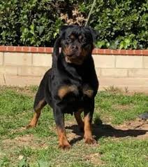 Rottweiler puppies for sale in oh the large, loyal rottweiler is a calm, confident, and courageous guardian dog and companion. German Rottweilers Puppies For Sale Rottweiler Puppy For Sale