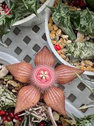 Image result for Duvalia