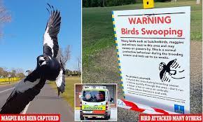 Magpies are small, vicious, western birds with the sanguinary habit of plucking out eyes of young, newly dropped fawns and kids. Dwgn9ocwj 7zdm