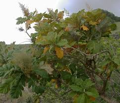 Image result for Bocconia