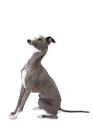 Italian Greyhound Puppies For Sale Cute Smart Healthy Vip Puppies Italian Greyhound Puppies Greyhound Puppy Italian Greyhound Dog
