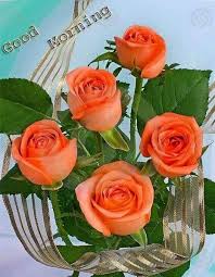 Good Morning Rose Flowers In 2020 Good Morning Rose Images Good Morning Roses Morning Rose