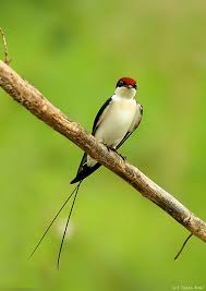 Birds Of A Feather Song Original Pin By Opal Moon Henna On Feathers Pet Birds Birds Butterflies Beautiful Birds
