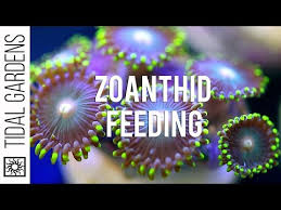 Zoanthid Polyp Feeding