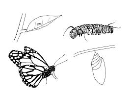 Download this running horse printable to entertain your child. Free Life Cycle Coloring Pages Stuwahacreations