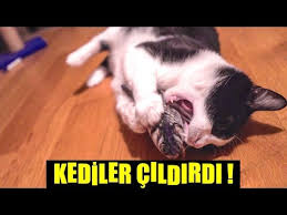 Et Yemeyip Ot Yiyen Kedi Youtube