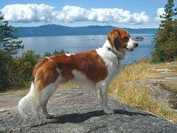 The nederlandse kooikerhondje is a sporty dog that belongs to spaniel breed originated in netherland, it has a sturdy bone structure that is good for hunting. Nederlandse Kooikerhondje Dog Breeds Beautiful Dogs Purebred Dogs