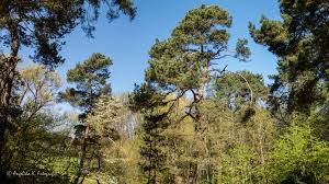 Weitere details finden interessierte im jahresbericht 2019 des dbu naturerbes zum kostenlosen download unter. Dbu Naturerbe Frauenholz 1 Foto Bild Canon Wald Baume Bilder Auf Fotocommunity