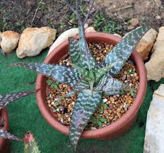 Image result for Aloe zebrina