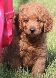 Miniature Goldendoodle Sandy Ridge Goldendoodle Goldendoodle Miniature Doodle Dog Breeds