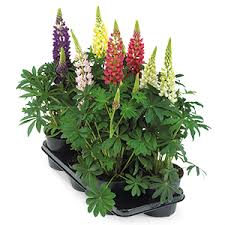 Image result for Lupinus