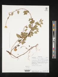 Image result for Anisopappus kirkii