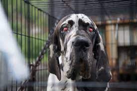Serving pet lovers since 1974! New Hampshire Fight Reveals American Kennel Club As A Champion Of Puppy Mills Not Dogs A Humane World