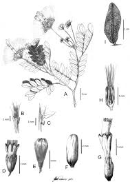 Image result for Cathormion altissimum