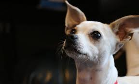 Definition of chihuahua (entry 2 of 2) 1 state of northern mexico bordering on the u.s. 15 Chihuahua Mixed Breeds Pint Sized Cuties To Cuddle With