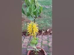 Image result for Justicia aurea