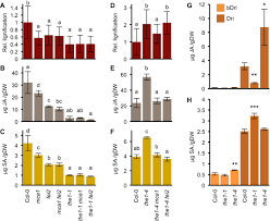 In higher plants, cell division occurs in areas called meristems. The Plant Cell Wall Integrity Maintenance And Immune Signaling Systems Cooperate To Control Stress Responses In Arabidopsis Thaliana Science Signaling