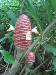 Image result for Teramnus repens