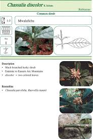 Image result for Heinsenia